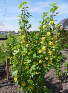 SDC10080 (Gewijzigd)