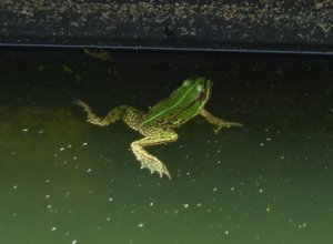 SAMSUNG DIGITAL CAMERA