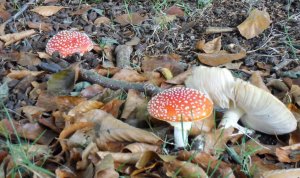 SAMSUNG DIGITAL CAMERA