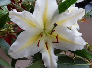 SAMSUNG DIGITAL CAMERA