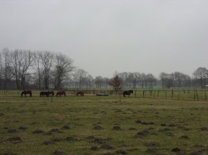 paarden in de wei
