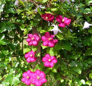 SAMSUNG DIGITAL CAMERA