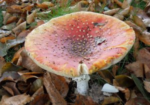 SAMSUNG DIGITAL CAMERA