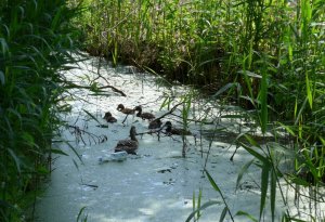 P1010384 (Gewijzigd)