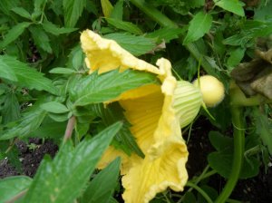 SAMSUNG DIGITAL CAMERA