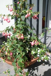 CIMG0768 (Gewijzigd)