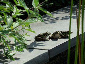 SAMSUNG DIGITAL CAMERA