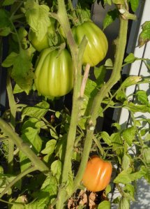 SAMSUNG DIGITAL CAMERA