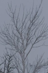 P1020876 (Gewijzigd)