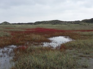 SAMSUNG DIGITAL CAMERA