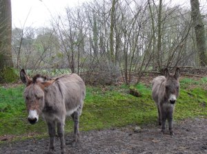 SAMSUNG DIGITAL CAMERA