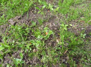 SAMSUNG DIGITAL CAMERA