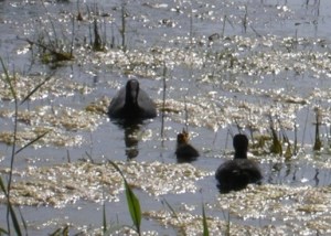imgp4137-gewijzigd imgp4137-gewijzigd