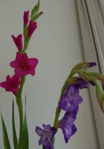 P1020105 (Gewijzigd)