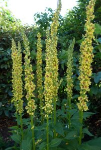 P1010536 (Gewijzigd)