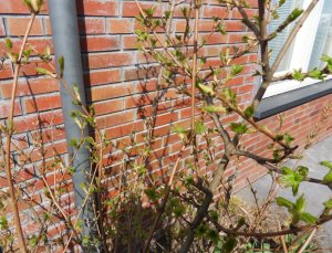 SAMSUNG DIGITAL CAMERA