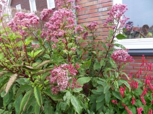 SAMSUNG DIGITAL CAMERA