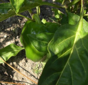 imgp4492-gewijzigd imgp4492-gewijzigd