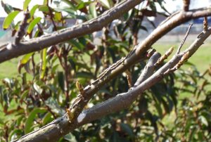 SAMSUNG DIGITAL CAMERA