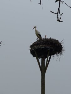 P1010031 (Gewijzigd)